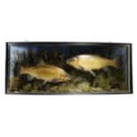 TAXIDERMY. AN EDWARDIAN CASED PAIR OF PRESERVED TENCH IN THE MANNER OF COOPER EARLY 20TH CENTURY