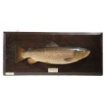 A GEORGE V PAINTED PLASTER HALF-BLOCK FISHING TROPHY OF A TROUT BY HARDY BROTHERS with two ivorine