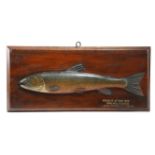 AN EDWARDIAN CARVED AND PAINTED WOOD HALF-BLOCK FISHING TROPHY MODEL OF A CHAR ATTRIBUTED TO JOHN