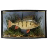 TAXIDERMY. AN EDWARDIAN CASED PRESERVED PERCH BY J. COOPER & SONS mounted in a naturalistic setting,