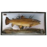 A BOWFRONT CASED TROUT LATE 19TH CENTURY preserved by R. Allder, Naturalist in Newbury,with a