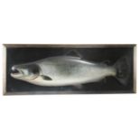 A RARE VICTORIAN CARVED AND PAINTED WOOD HALF-BLOCK FISHING TROPHY MODEL OF A SALMON ATTRIBUTED TO