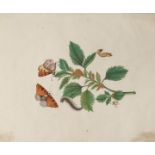 ANONYMOUS (LATE QING DYNASTY) INSECTS AND FLOWERS Twelve Chinese paintings, watercolour on paper,