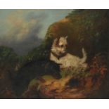 J. Langlois (c.1855-1904) Two terriers rabbiting Signed Oil on canvas 51.1 x 61.3cm; 20 x 24Όin