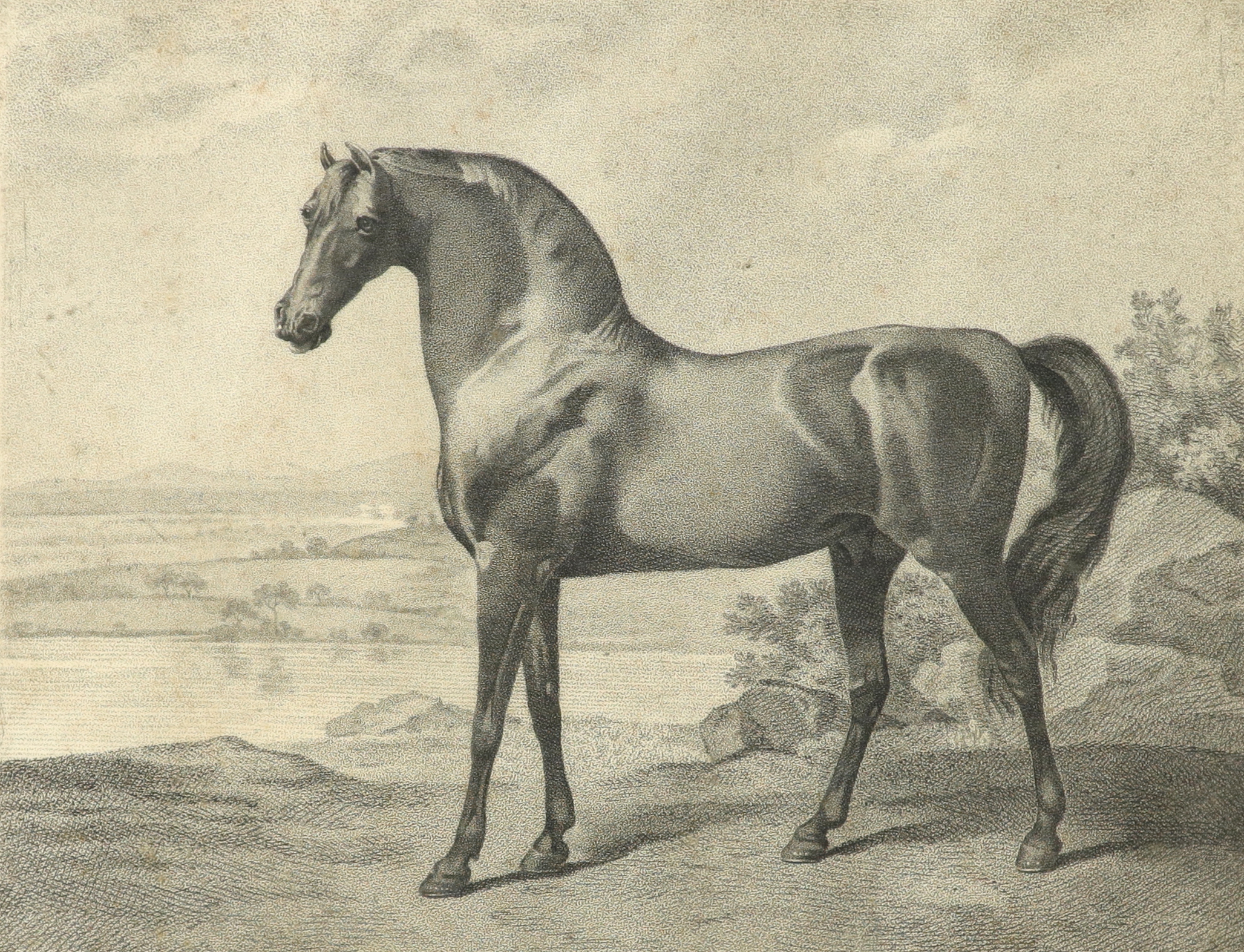 George Townly Stubbs (1756-1815) after George Stubbs ARA (1724-1806) Warren Hastings' Arabian
