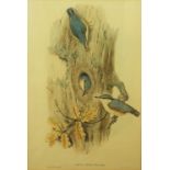 John Gould and H C Richter - Collection of nine coloured lithographs of ornithological subjects