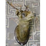 Taxidermy - A stags head stuffed and mounted on an oval shield shaped wooden plaque
