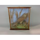 Taxidermy interest - cased study of a kestrel with prey in its claws within a naturalistic