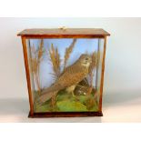 Taxidermy Interest - Cased study of a kestrel with prey, within a naturalistic setting, the glazed