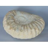 A pre-historic ammonite fossil, 23cm wide