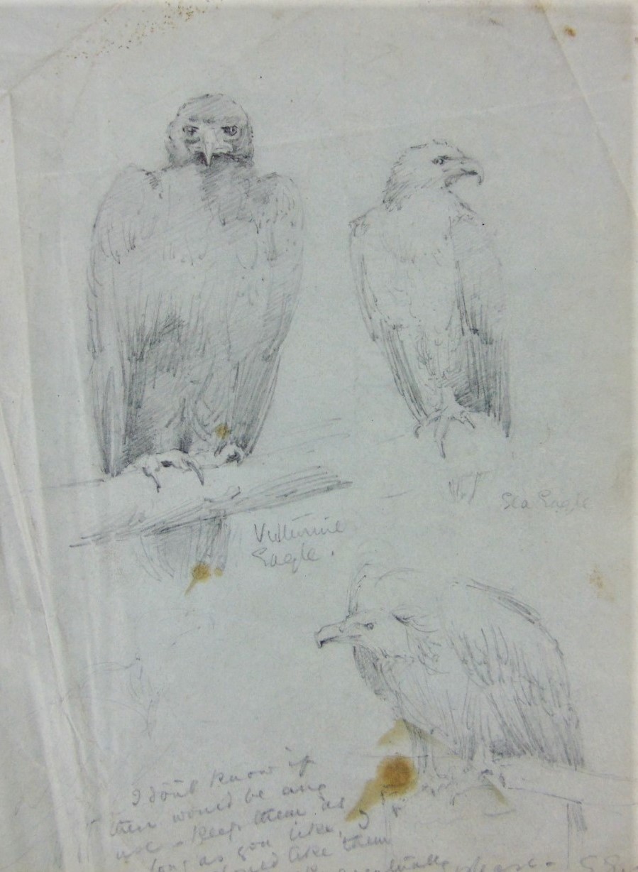 Attributed to Edward Lear (British 1812-1888) - A sheet of pencil drawings of a sea eagle and two