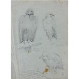 Attributed to Edward Lear (British 1812-1888) - A sheet of pencil drawings of a sea eagle and two