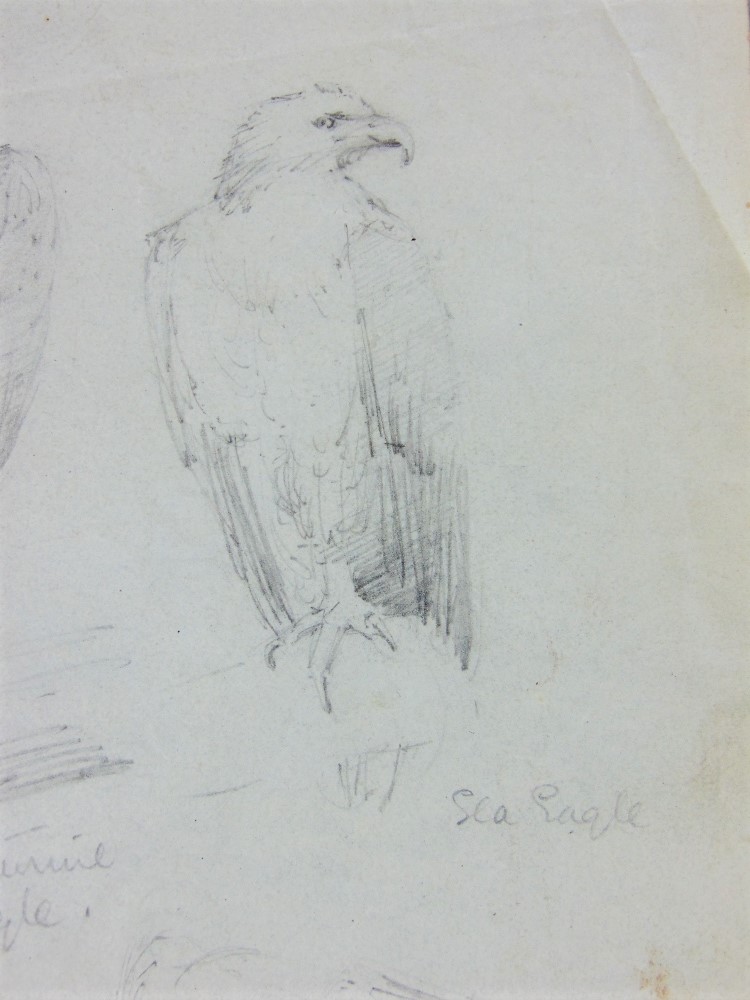 Attributed to Edward Lear (British 1812-1888) - A sheet of pencil drawings of a sea eagle and two - Image 3 of 5