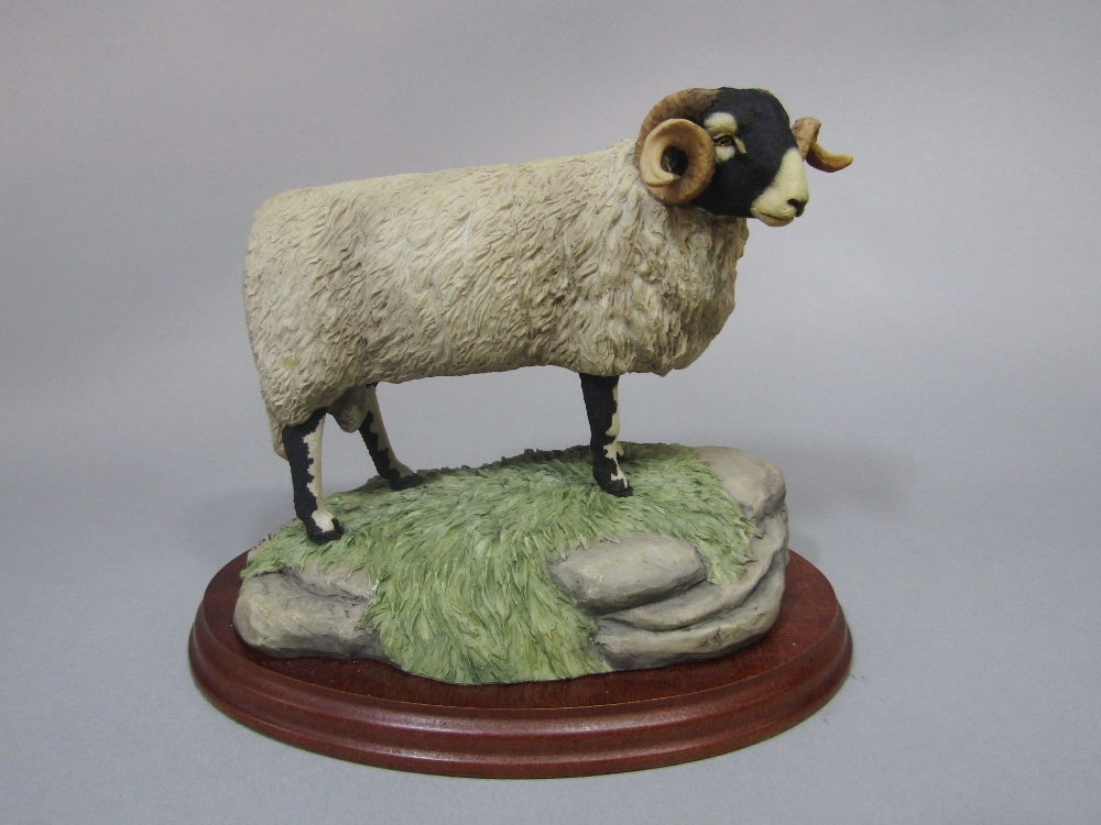 A limited edition Border Fine Arts model of a standing ram inscribed JA Butler edition number 48/