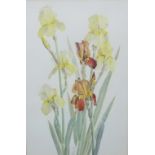 Doffla E Bennett (20th century British) - Golden Shades - study of Iris, watercolour on paper,