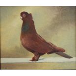 Nat (Late 20th century British school) - Study of a champion racing pigeon, Ancient S F Tumbler Red,