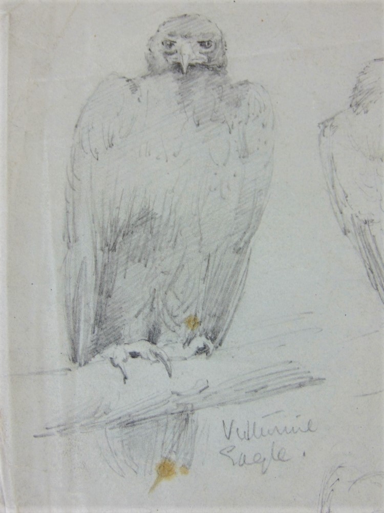 Attributed to Edward Lear (British 1812-1888) - A sheet of pencil drawings of a sea eagle and two - Image 2 of 5