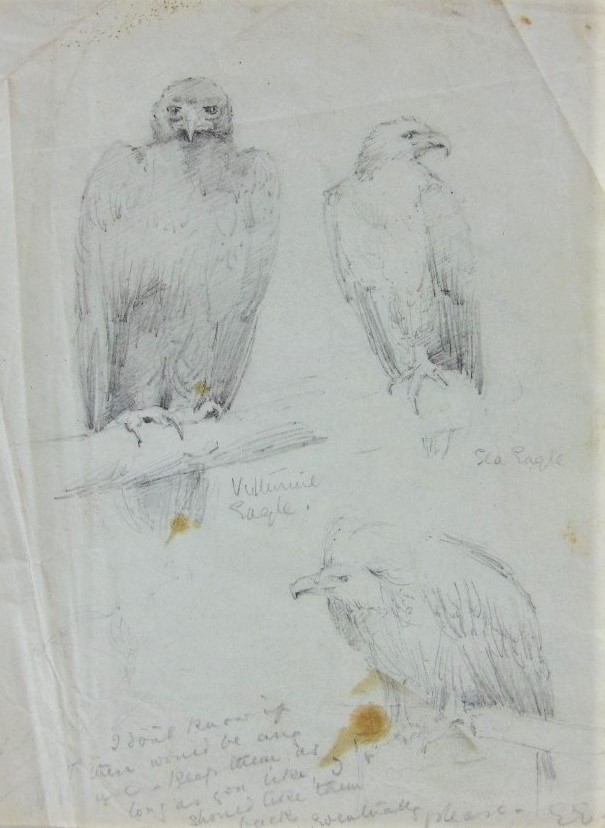 Attributed to Edward Lear (British 1812-1888) - A sheet of pencil drawings of a sea eagle and two - Image 5 of 5