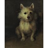 Samuel Fulton (Scottish 1855-1941) - Study of a seated white Scottish terrier, (Cairn or West