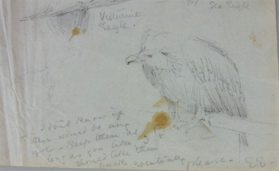 Attributed to Edward Lear (British 1812-1888) - A sheet of pencil drawings of a sea eagle and two - Image 4 of 5