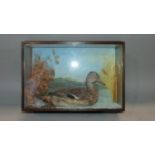 Taxidermy Interest - A female Mallard set in a glazed case in swimming pose, with painted