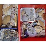 A collection of fossils, shells and geological specimens and number of sea shells