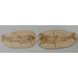 Two fossilised fish, 30cm long