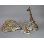 A Family of three Giraffes, probably USSR or continental, one with indistinct mark to base, max