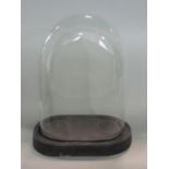 A 19th century glass dome raised on a later ebonised base, 38cm high