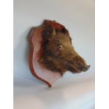 Taxidermy Interest - Boars head mounted to a shield shaped oak plaque, the plaque 43cm high