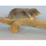 Taxidermy Interest - A mole upon a log