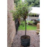 A moulded plastic circular planter in the form of a faux riveted iron tub containing a well