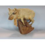 Taxidermy Interest - A small pig on a timber base, 45cm long