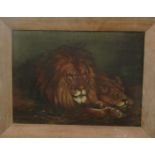 Late 19th century school - Study of a lion and lioness, oil on canvas, unsigned, 58 x 80cm, in