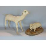 Taxidermy Interest - Small kid goat and a white rat