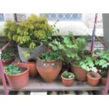 A quantity of terracotta flower pots and planters of varying size and design, a ribbed moulded