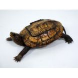A 19th century inkwell in the form of a tortoise, 18 cm in length