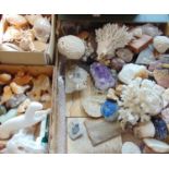 A large collection of interesting items to include fossils, shells, hardstone carvings, together