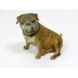 Cold painted bronze study of a seated Bulldog by Geschutzt, 10cm