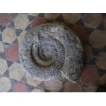 A fossilised ammonite, 50 cm x 40 cm approx