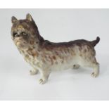 A late 19th German porcelain model of a standing terrier, with naturalistic painted finish, 13cm