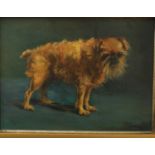 Ethel L Tanner (British Fl.1907-1930) - Portrait of a standing brown terrier/pekinese cross, oil
