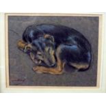 Raymond John Vandenbergh (British B.1889) - Curled-up and Cosy, study of a sleeping dog, pastel