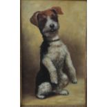 Mid-20th century - Study of a begging terrier, oil on board, unsigned, 40.5 x 24.5cm approx, framed,