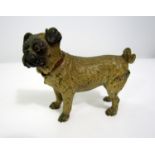 Cold painted bronze study of a Bulldog by Geschutzt, 11cm