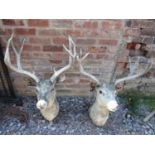 Taxidermy - two similar stuffed and mounted stags heads and antlers (AF)