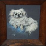 Marjorie Cox (British 1915-2003) - Study of a white Pekinese - Rosie, seated, pastel on paper,