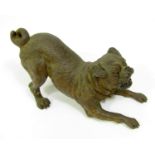 Cold painted bronze figure of a crouching snarling Bulldog, 12cm
