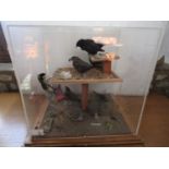 Taxidermy - a square perspex case containing stuffed and mounted British birds perched on and around