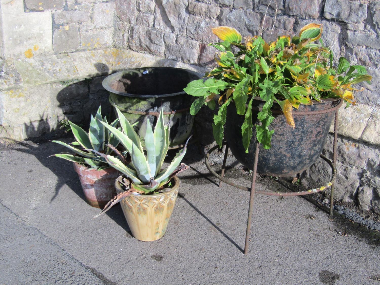 Two similar vintage cast iron circular tubs/planters with flared rims, housed/raised on associated